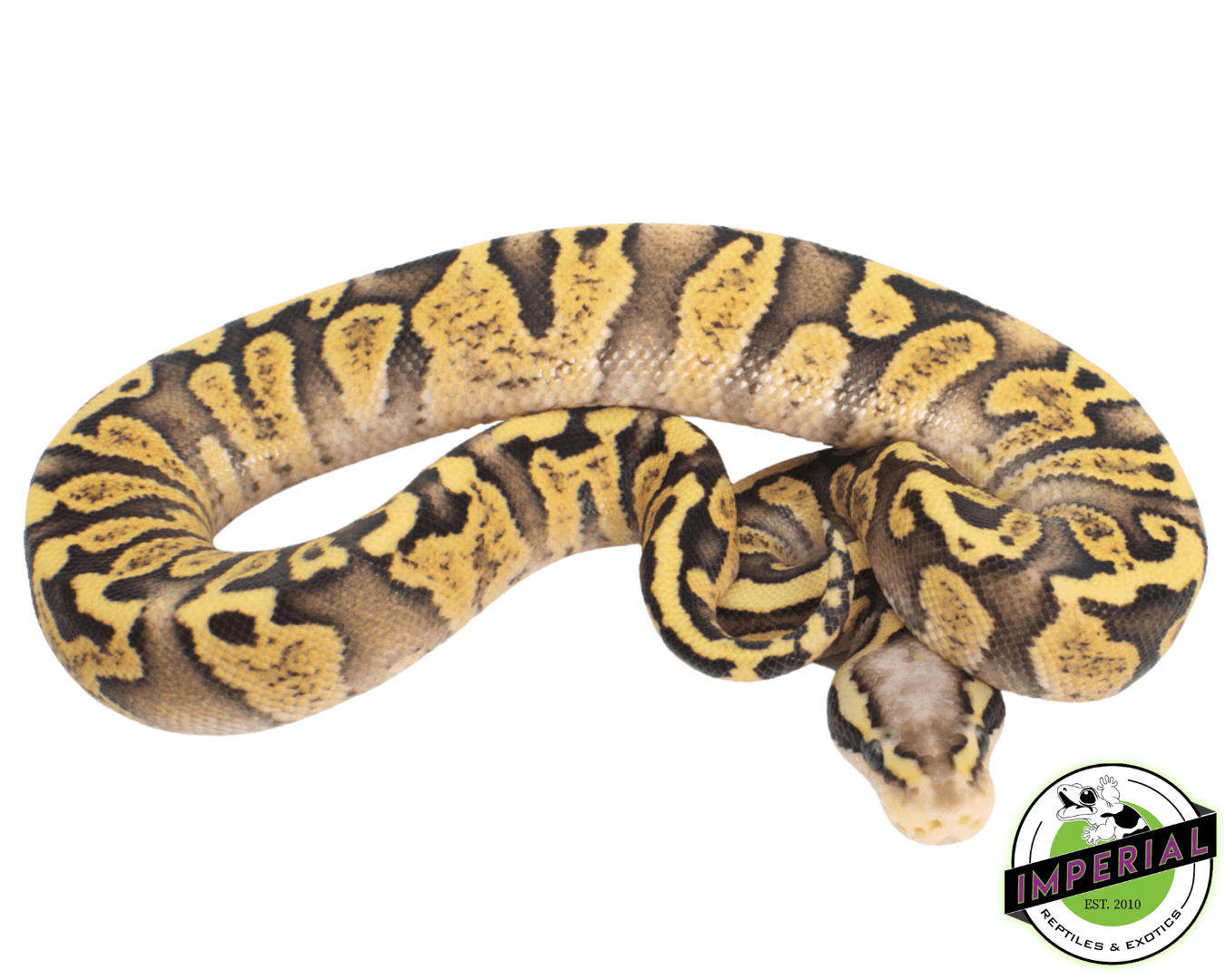 GHI Firefly Ball Python