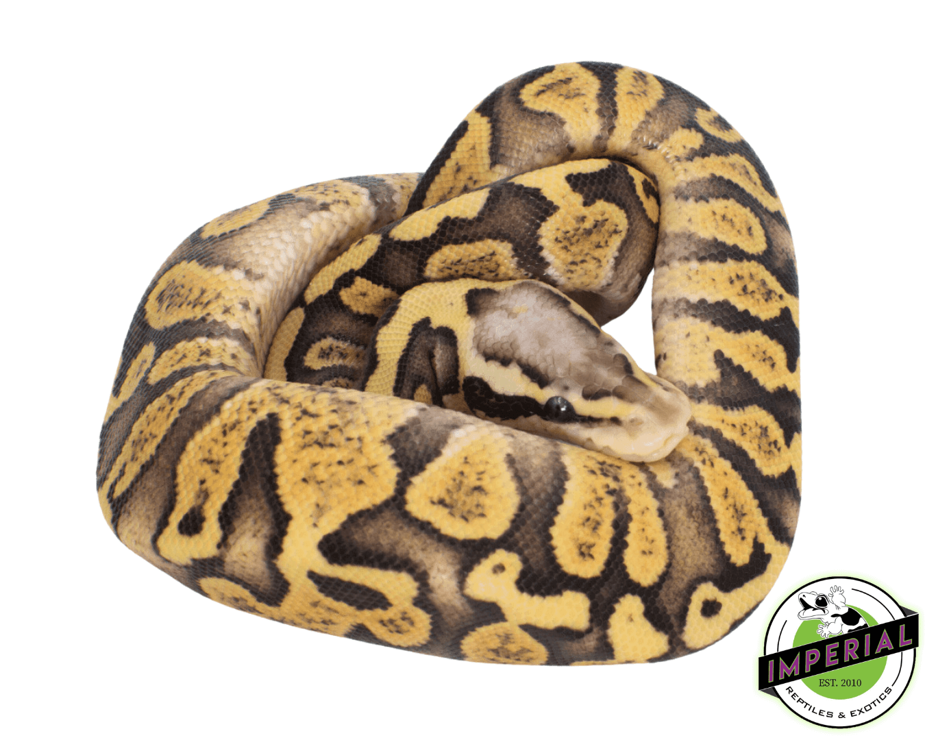 GHI Firefly Ball Python - Image 2