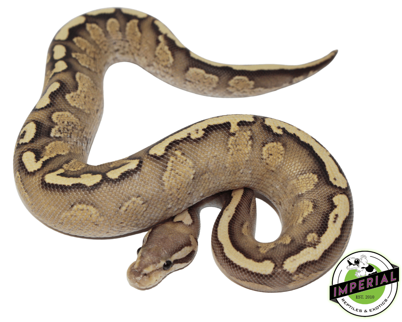 GHI Fire Spark Ball Python - Image 2