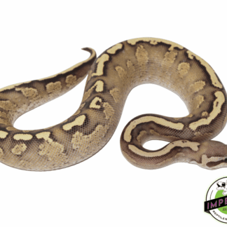 GHI Fire Spark Ball Python