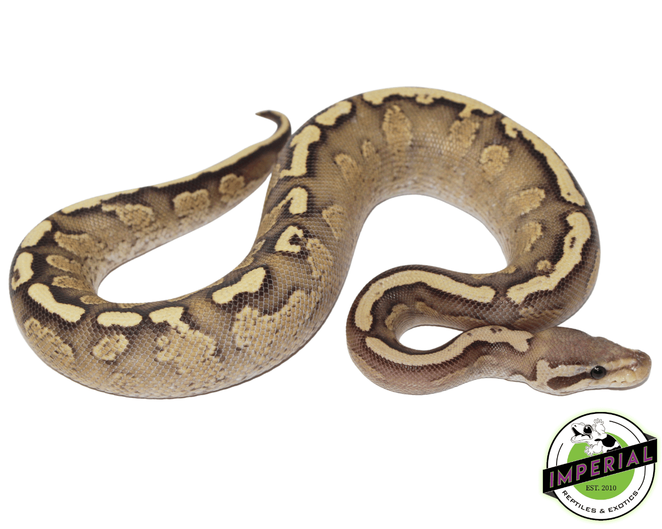 GHI Fire Spark Ball Python
