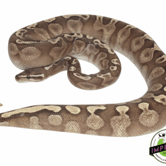 GHI Lesser Ball Python Adult Female