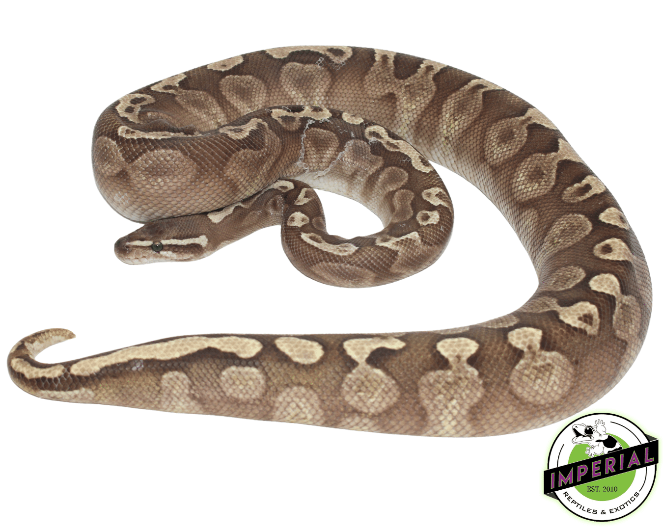GHI Lesser Ball Python Adult Female