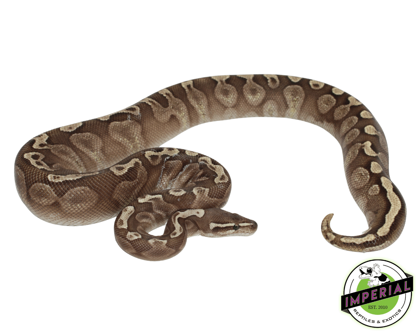 GHI Lesser Ball Python Adult Female - Image 2