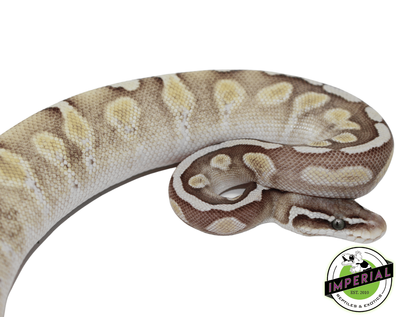 GHI Lesser Enchi Ball Python - Image 2