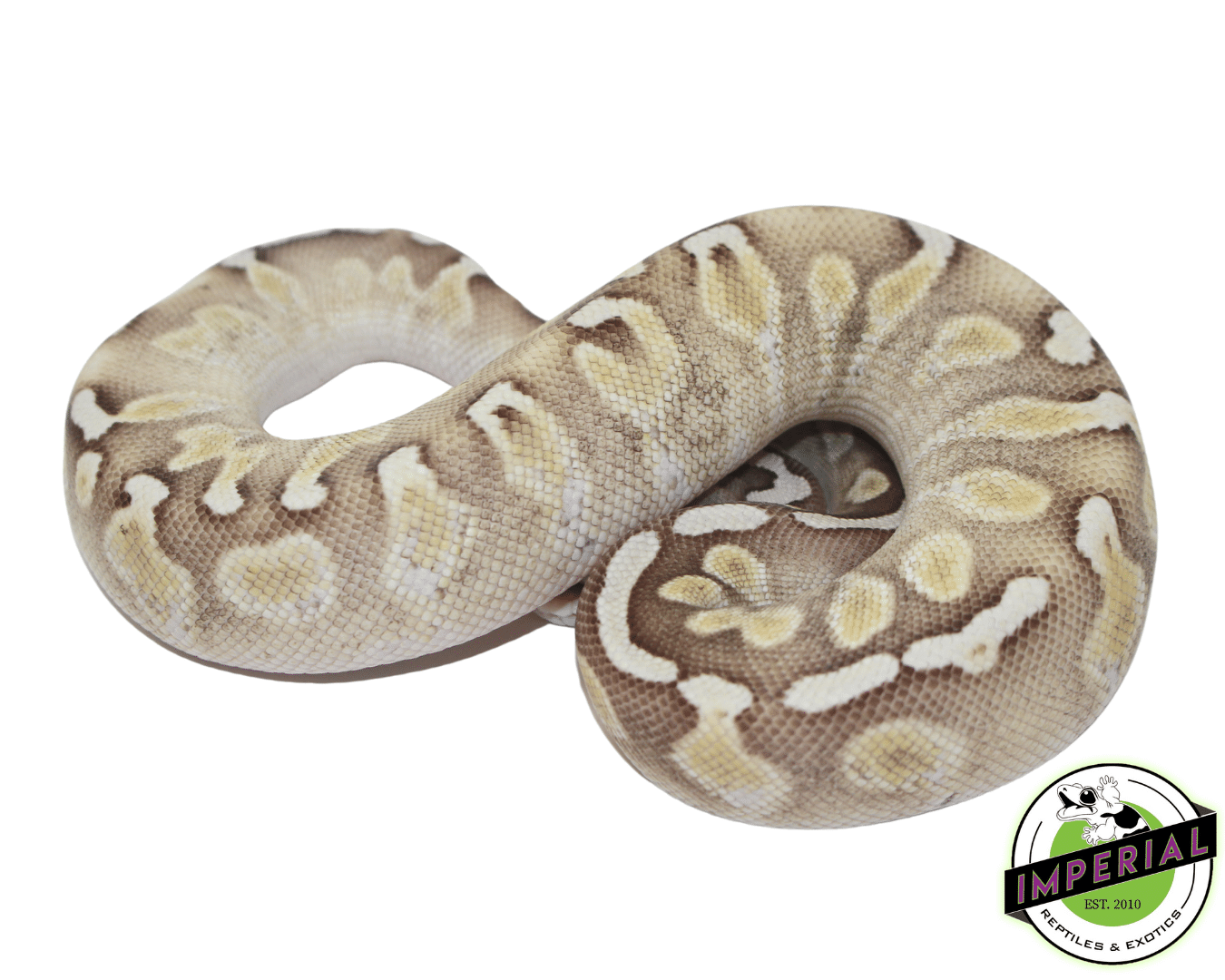GHI Lesser Enchi Ball Python - Image 3