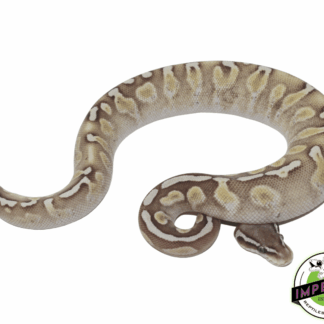 GHI Lesser Enchi Ball Python
