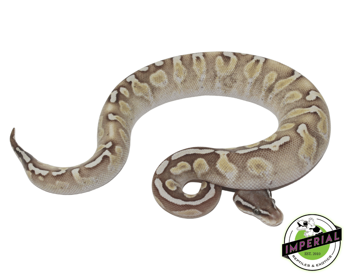 GHI Lesser Enchi Ball Python