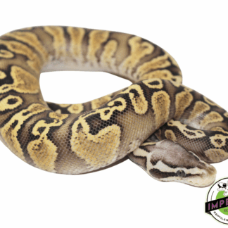GHI Pastel Spark Ball Python
