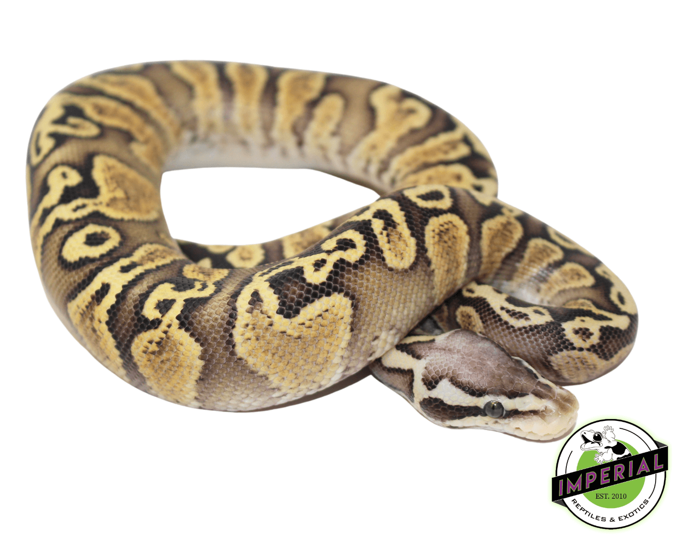 GHI Pastel Spark Ball Python