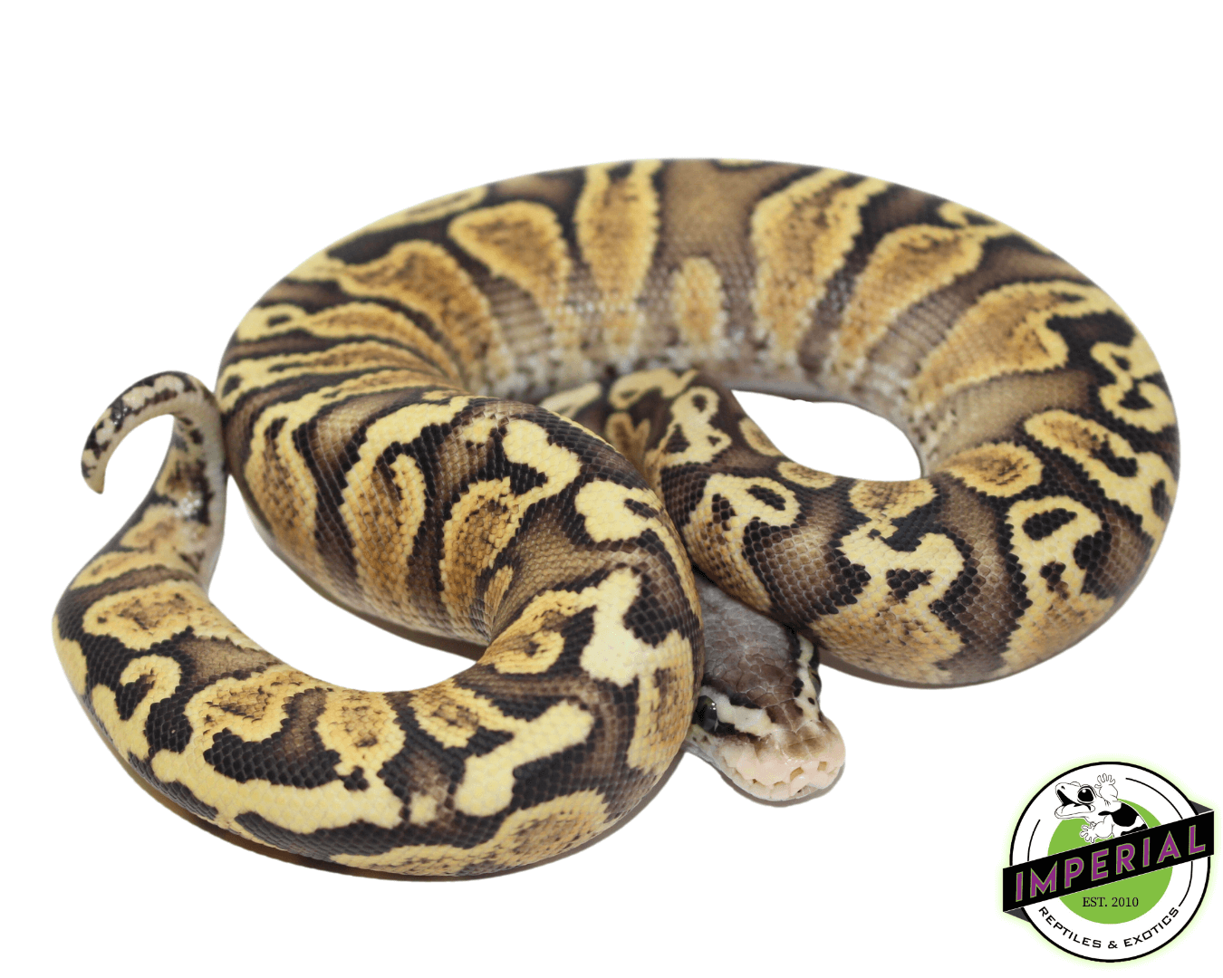 GHI Pastel Spark Ball Python - Image 2