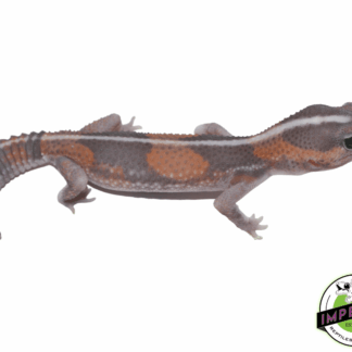 Ghost African Fat Tail Gecko