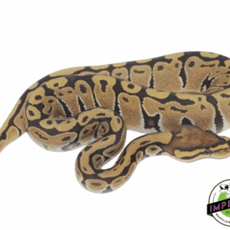 Ghost Ball Python