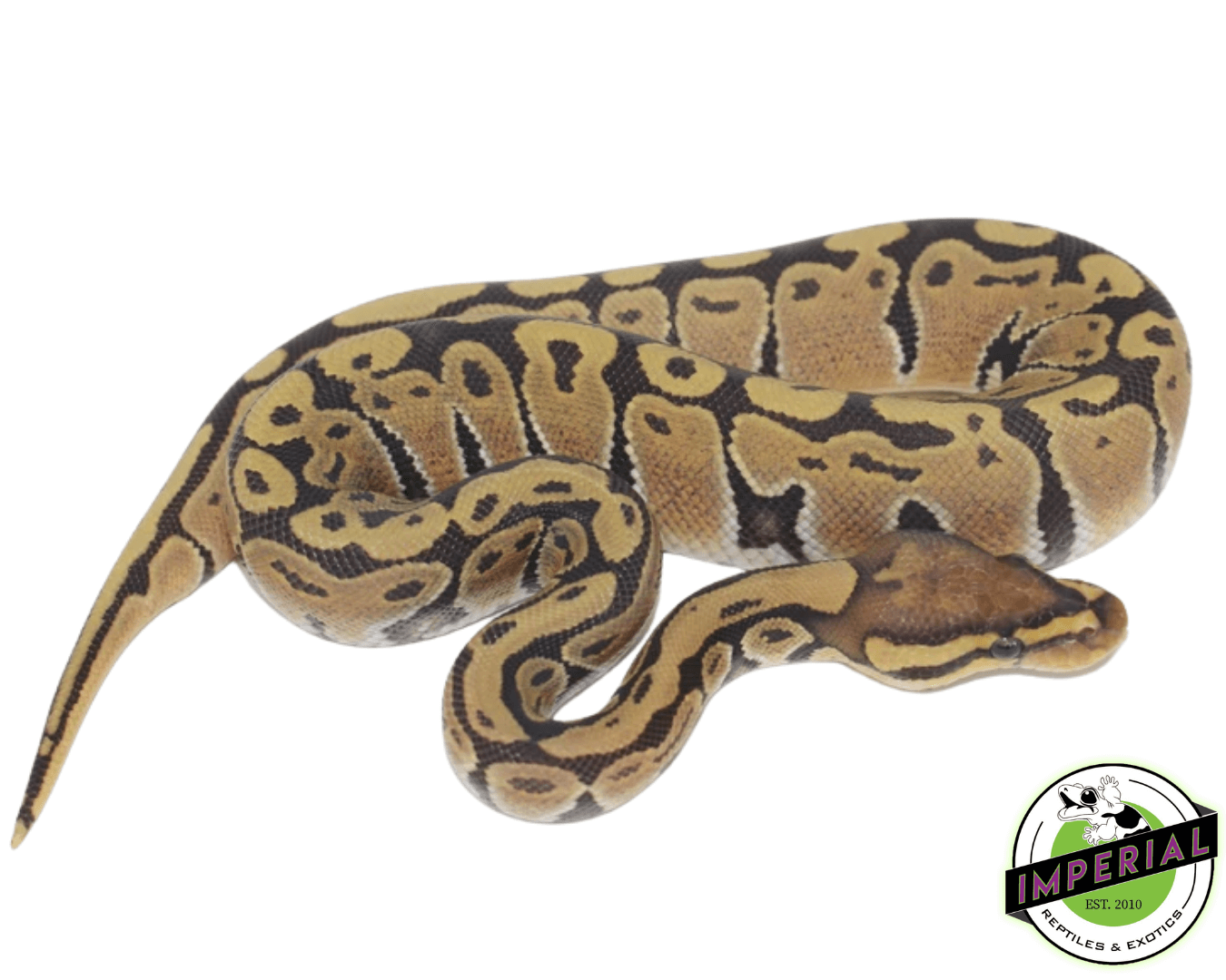 Ghost Ball Python