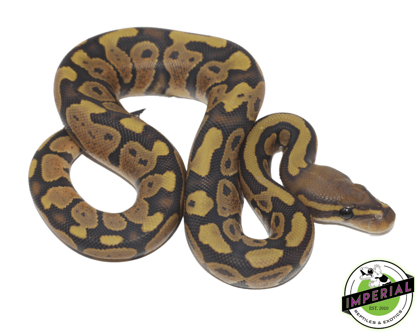 Ghost Ball Python - Image 2