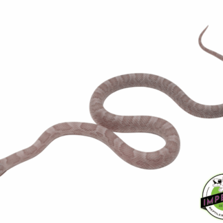 Ghost Blood Red Corn Snake