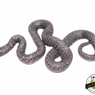 Ghost Brooks Kingsnake