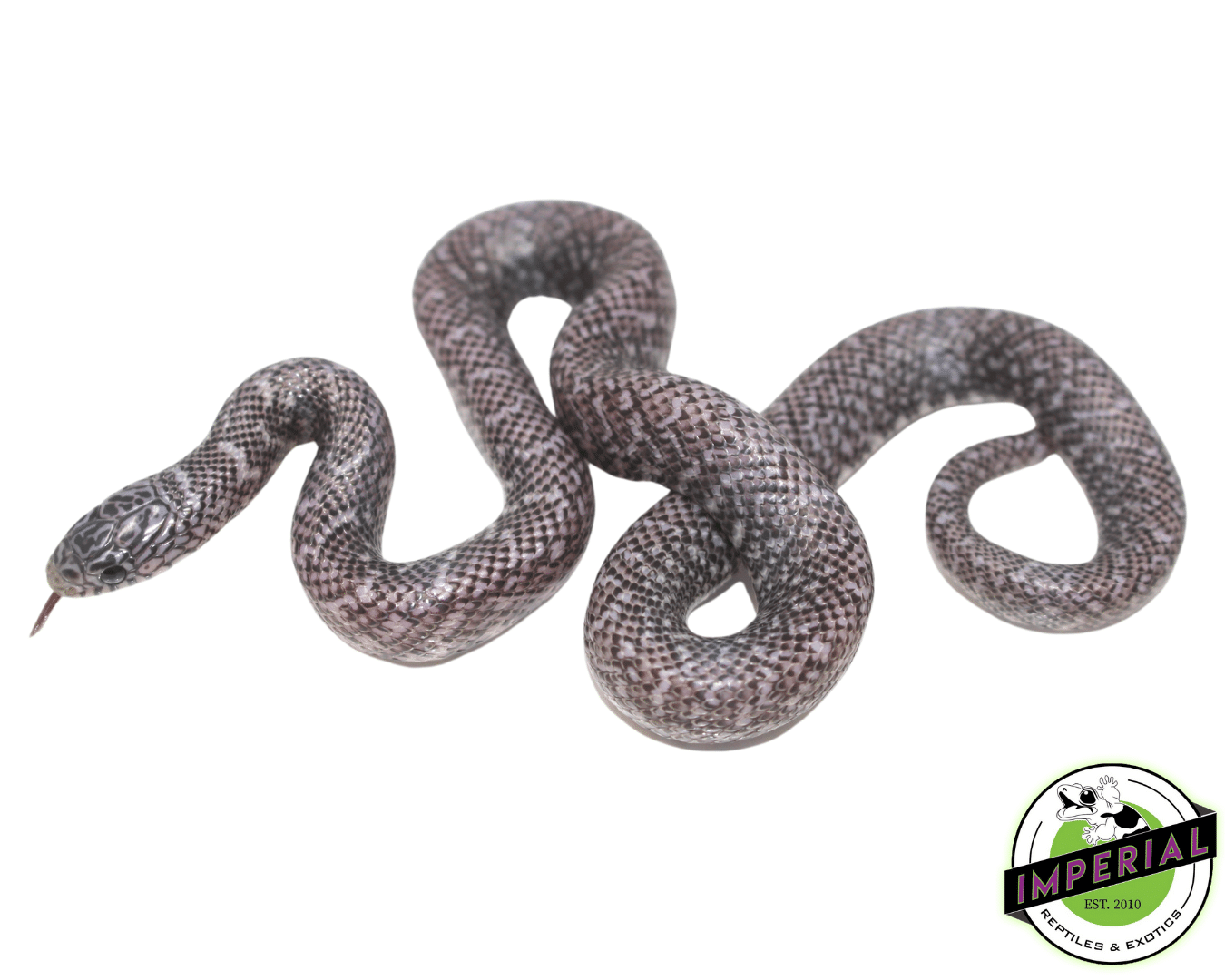 Ghost Brooks Kingsnake