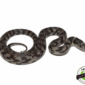 Ghost California Kingsnake