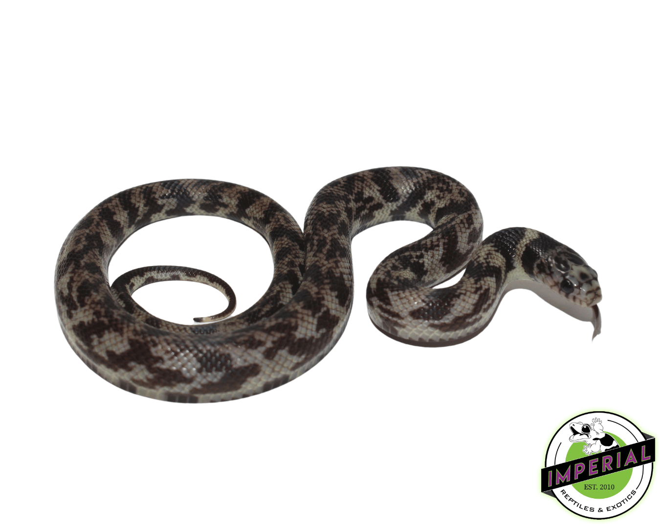 Ghost California Kingsnake