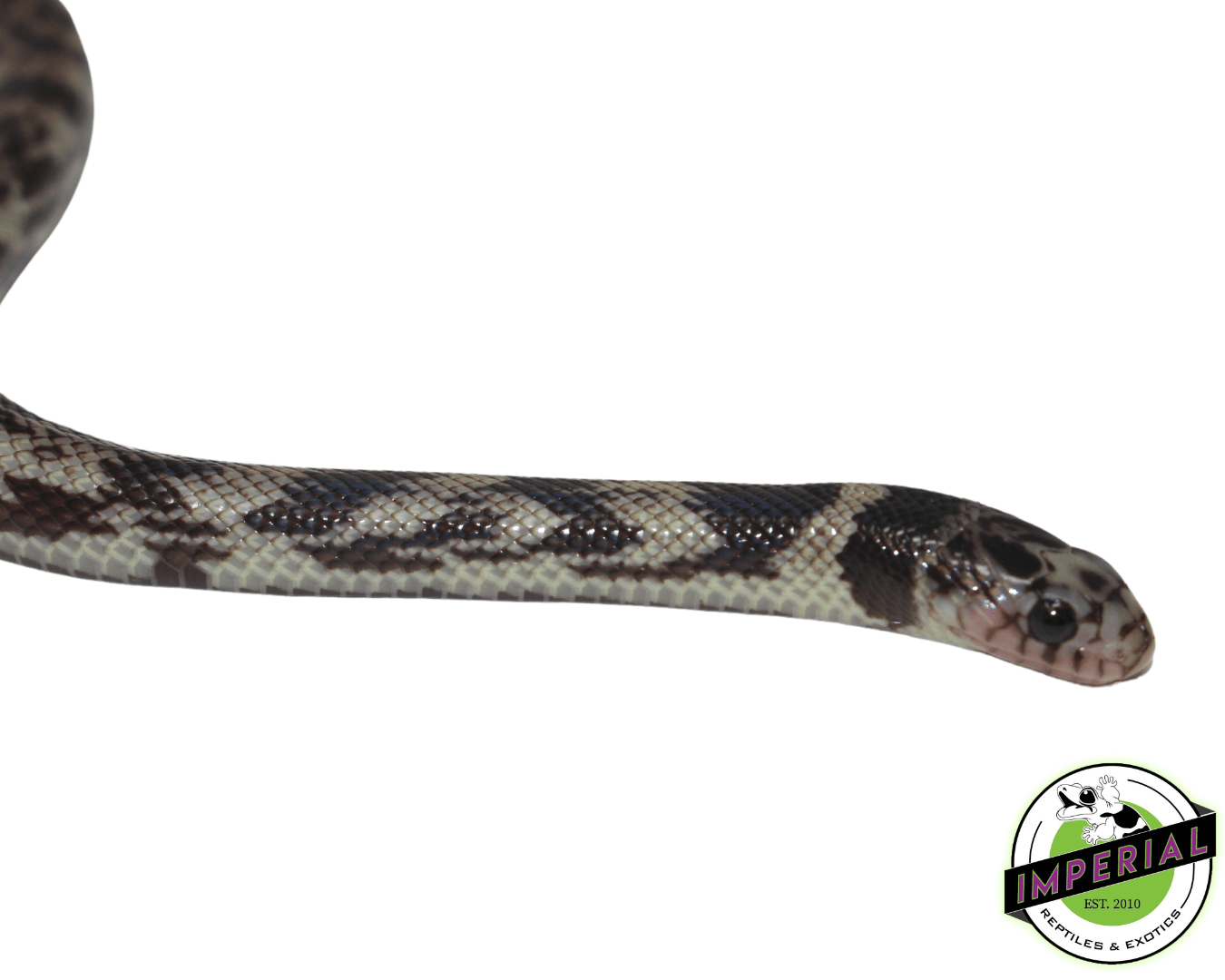 Ghost California Kingsnake - Image 2