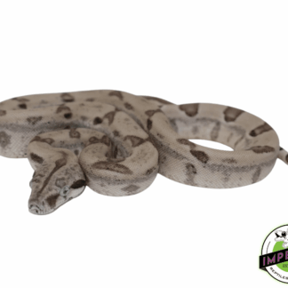 Ghost Colombian Boa Baby