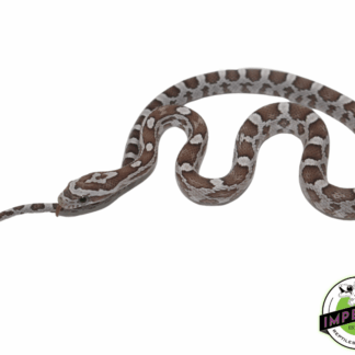 Ghost Corn Snake