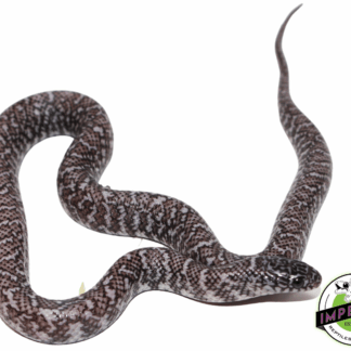 Ghost Florida Kingsnake Baby
