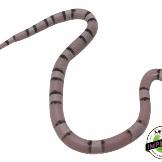 Ghost Honduran Milksnake Baby