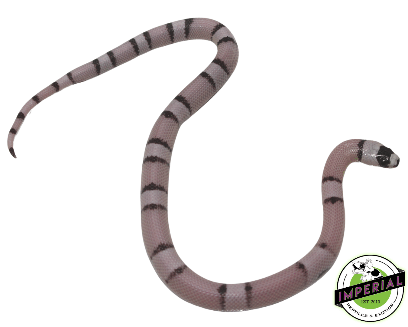Ghost Honduran Milksnake Baby