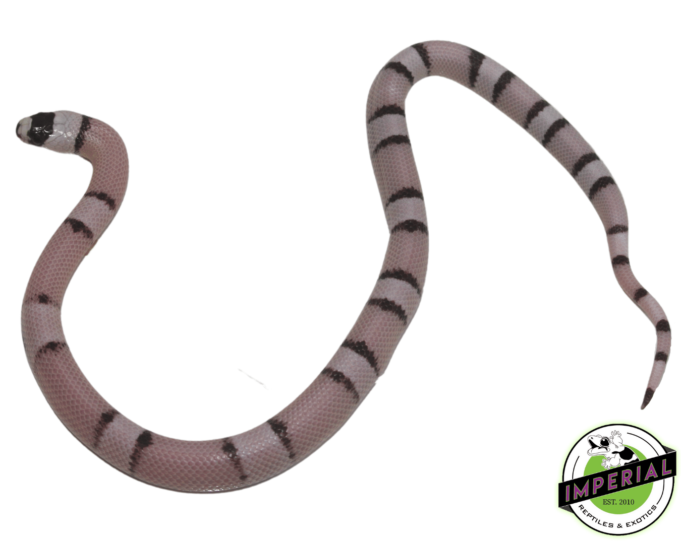 Ghost Honduran Milksnake Baby - Image 2