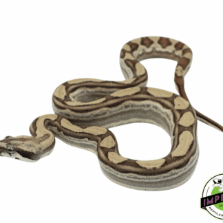 Ghost Motley Colombian Boa Baby