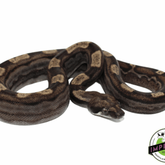 Ghost (Type 2) Motley Colombian Boa Baby Female (#8323-01)