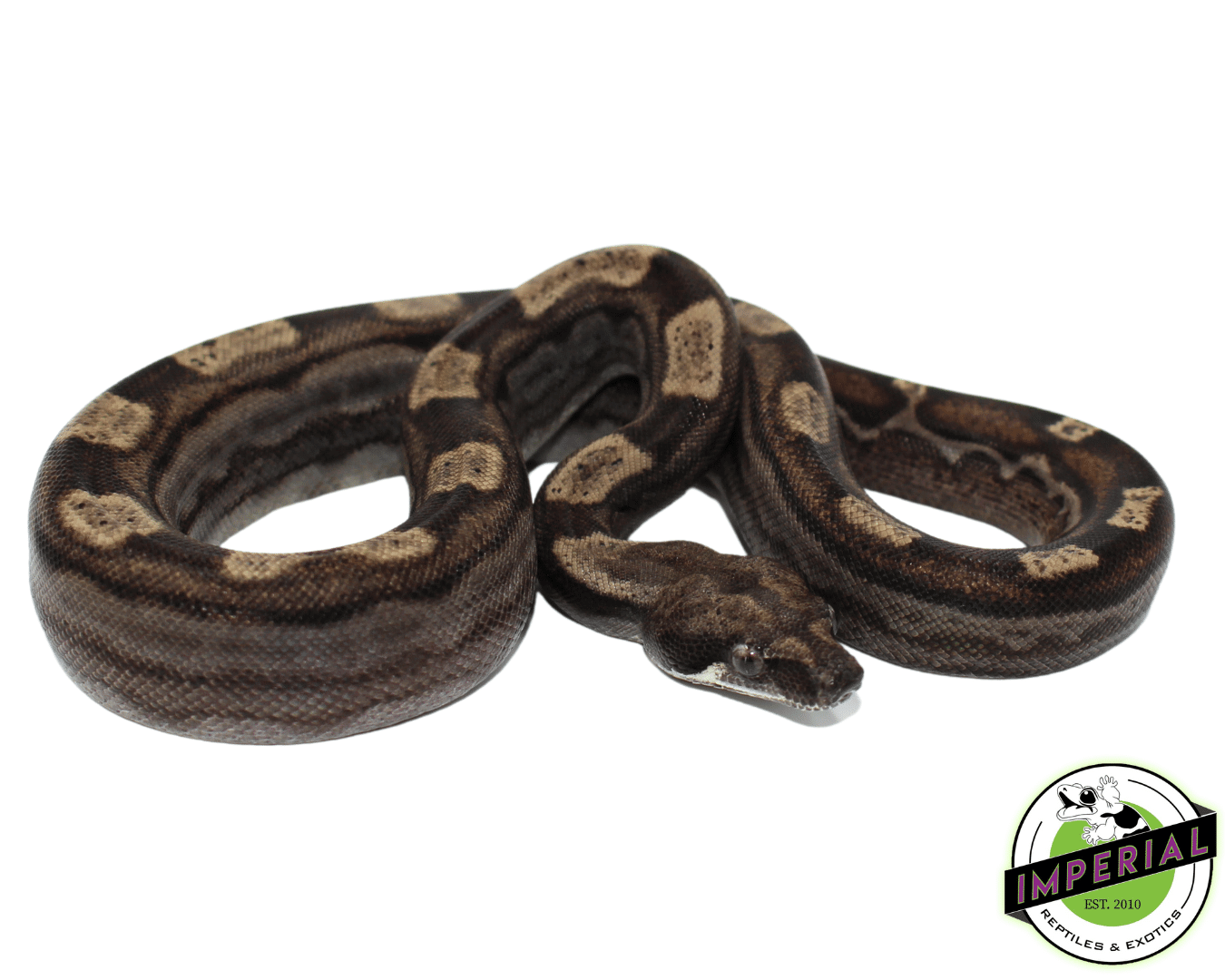 Ghost (Type 2) Motley Colombian Boa Baby Female (#8323-01)