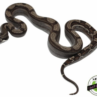 Ghost (Type 2) Motley Colombian Boa Baby Female (#8323-02)