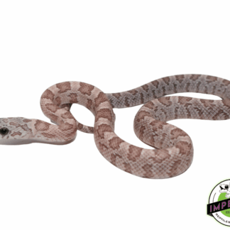 Ghost Sunkissed Corn Snake Baby