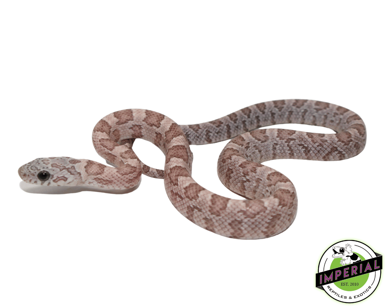 Ghost Sunkissed Corn Snake Baby