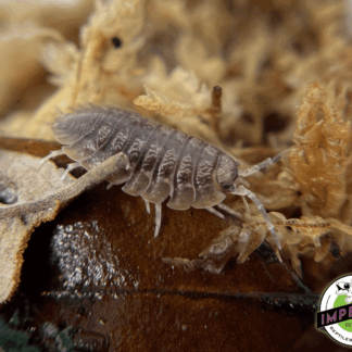 Giant Canyon Isopods
