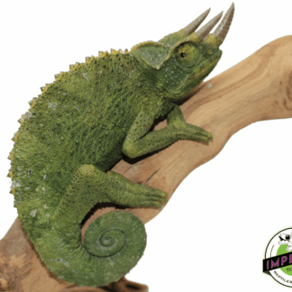 Giant Jackson's Chameleon (Xanth)