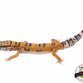 Giant Emerine Leopard gecko Baby