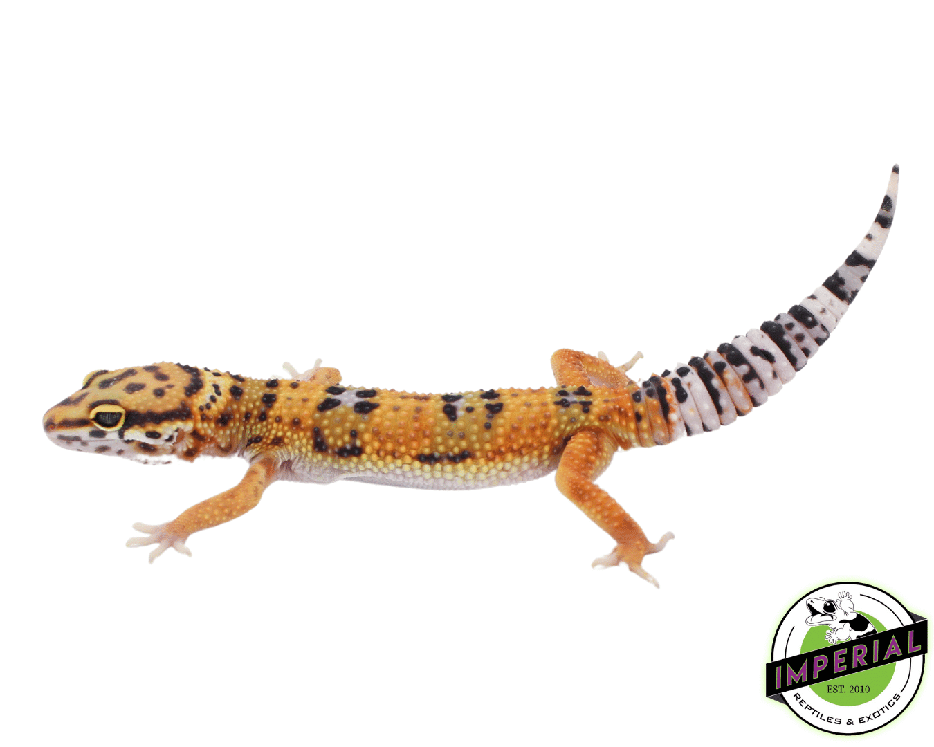 Giant Emerine Leopard gecko Baby