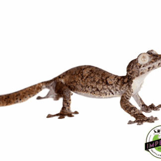 Giant Leaf Tail Gecko (Uroplatus fimbriatus)