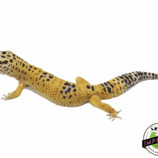 Giant Leopard Gecko Adult