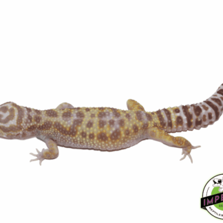 Giant W&Y Mack Snow Leopard Gecko Female