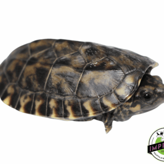 Giant Mexican Musk Turtle Baby