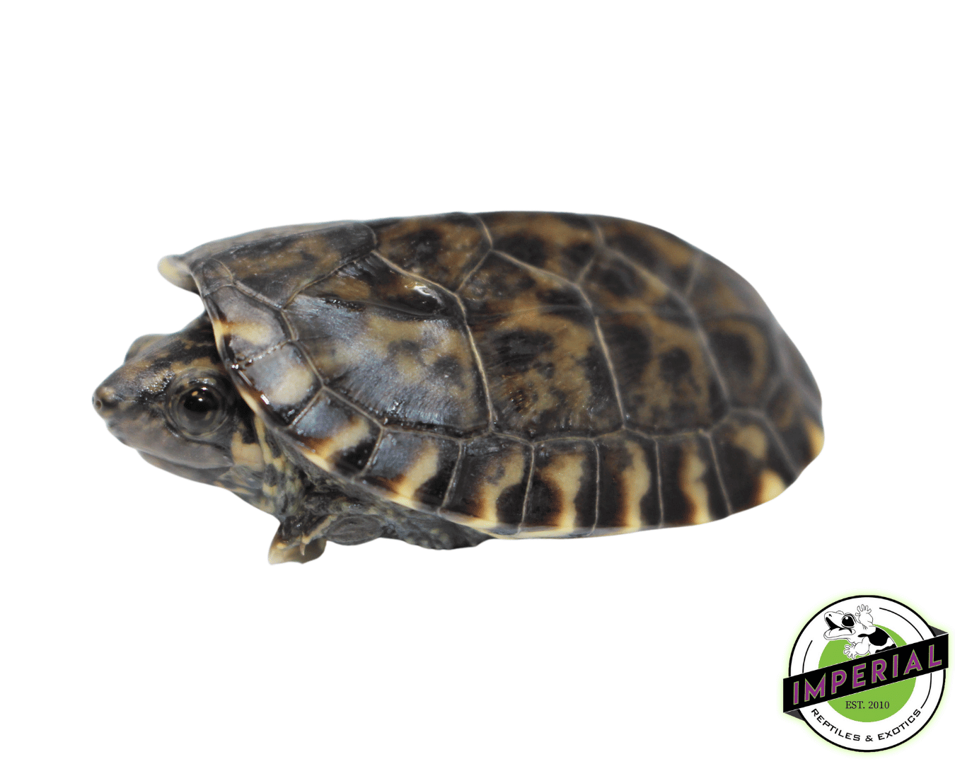 Giant Mexican Musk Turtle Baby - Image 2