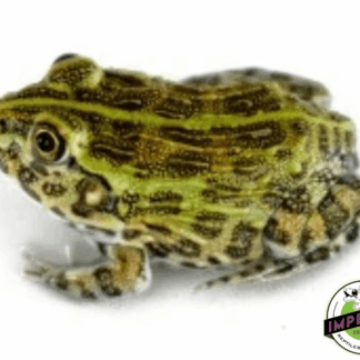 Baby Giant Pixie Frog