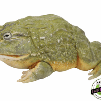 African Giant Pixie Frog Adult