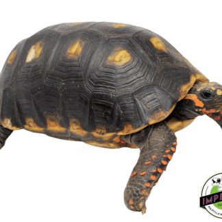 Giant Suriname Red Foot Tortoise Adult