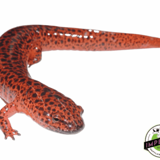 Giant Red Salamander